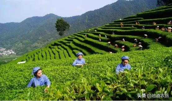 在乡村振兴中发挥雁阵效应,湖南鹊山模式培育乡村振兴领头雁