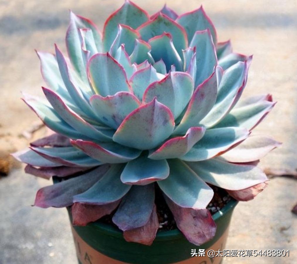 怎么养殖多肉广寒宫?掌握5个小妙招,株型紧凑又漂亮