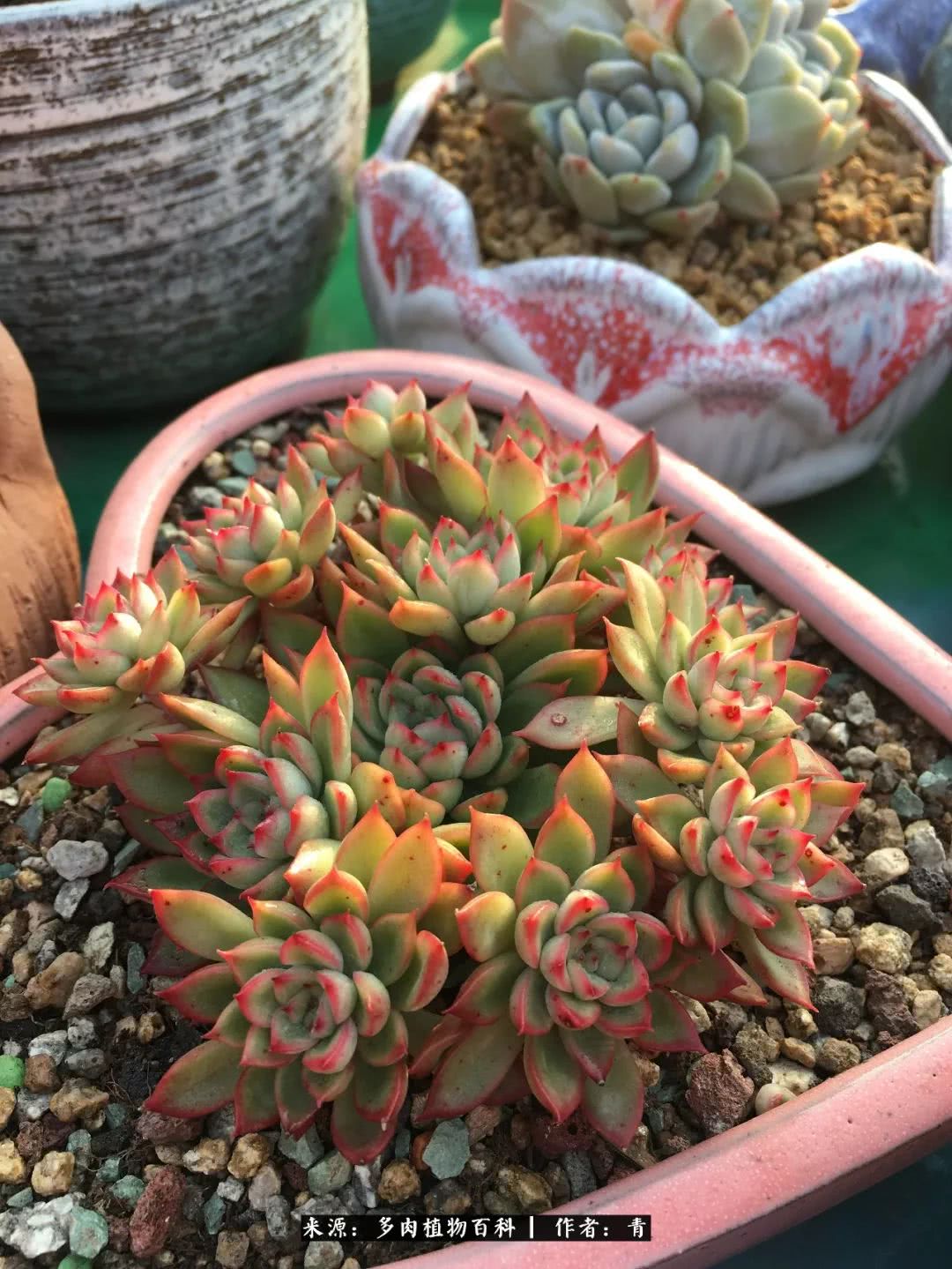 入坑多肉无法自拔,沉迷多肉无法自拔