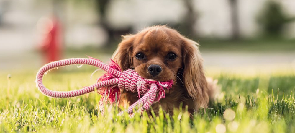 哪些行为会导致狗狗死亡,什么疾病会让狗狗突然死亡