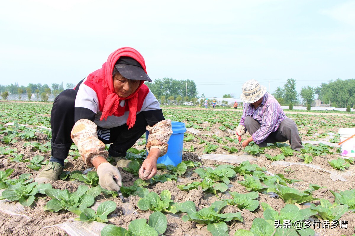 蔬菜实用种植小技巧视频,种植蔬菜最好的小技巧
