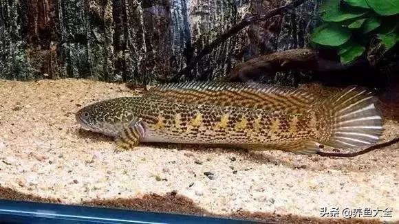 养鱼大神都养什么鱼,鱼缸养鱼都有哪些鱼