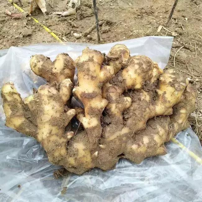 生姜价格暴涨的原因,预测今冬明春生姜价格