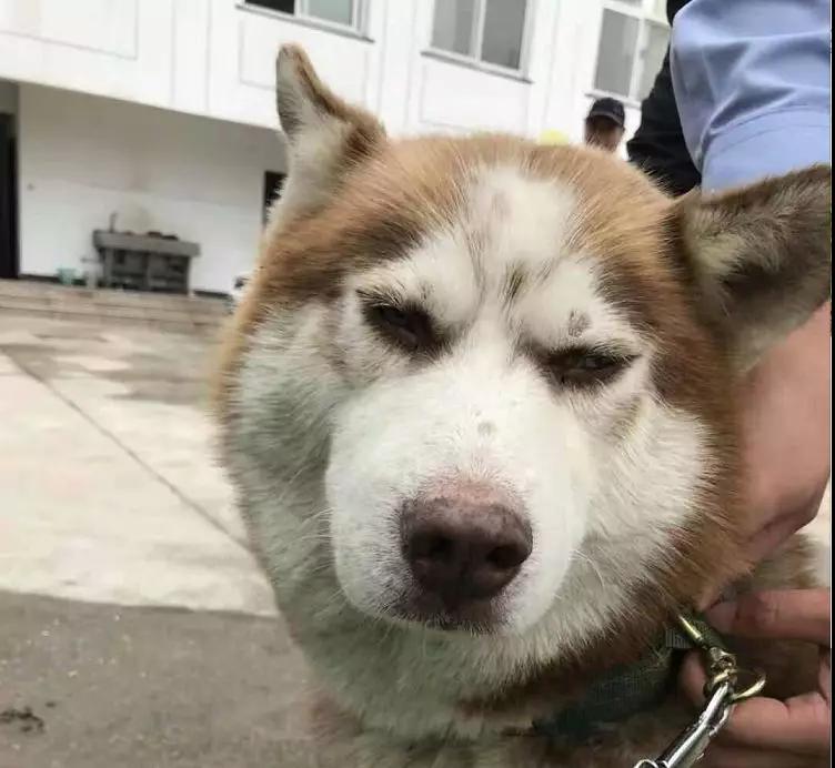 还没看《神奇动物在哪里》?没关系,你错过的神奇动物都在这里