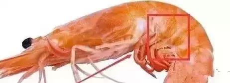 海鲜不可以吃的是哪些,各种海鲜应该吃的部位