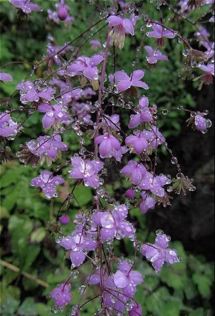 这4种花卉很漂亮花量大观赏度高,20种漂亮花好看不好养