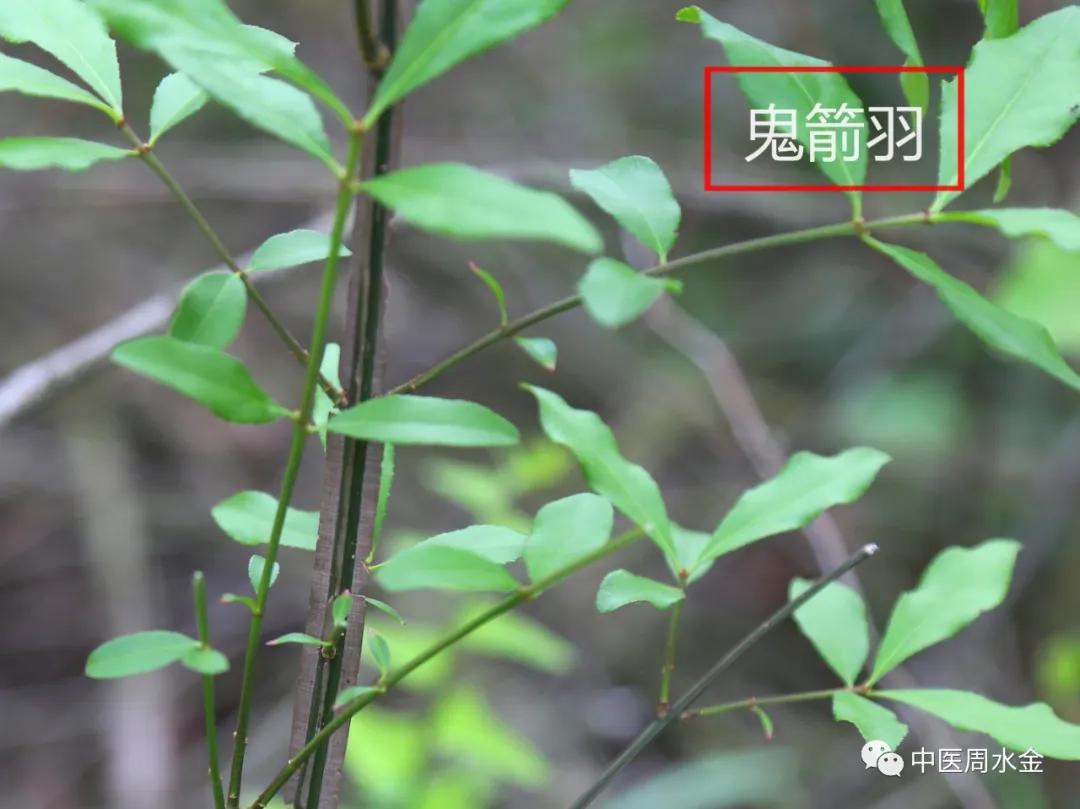 品味本草之美（第一季）