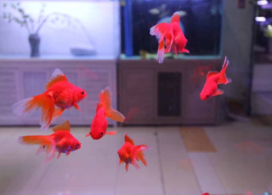 新都木兰花卉批发市场买金鱼,木兰县卖观赏鱼