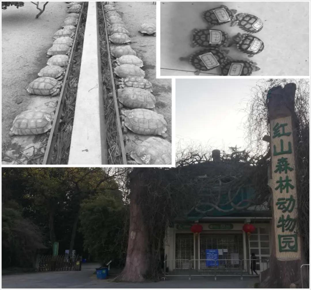 许可证超期继续售龟，合法变非法！