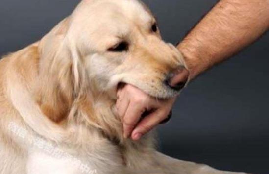家里养的狗特别蠢怎么办,小土狗一直咬主人的手怎么解决