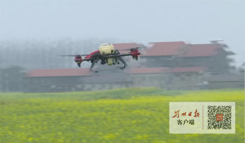 惊蛰忙种麦谷物种大田,惊蛰节气春耕忙完整版