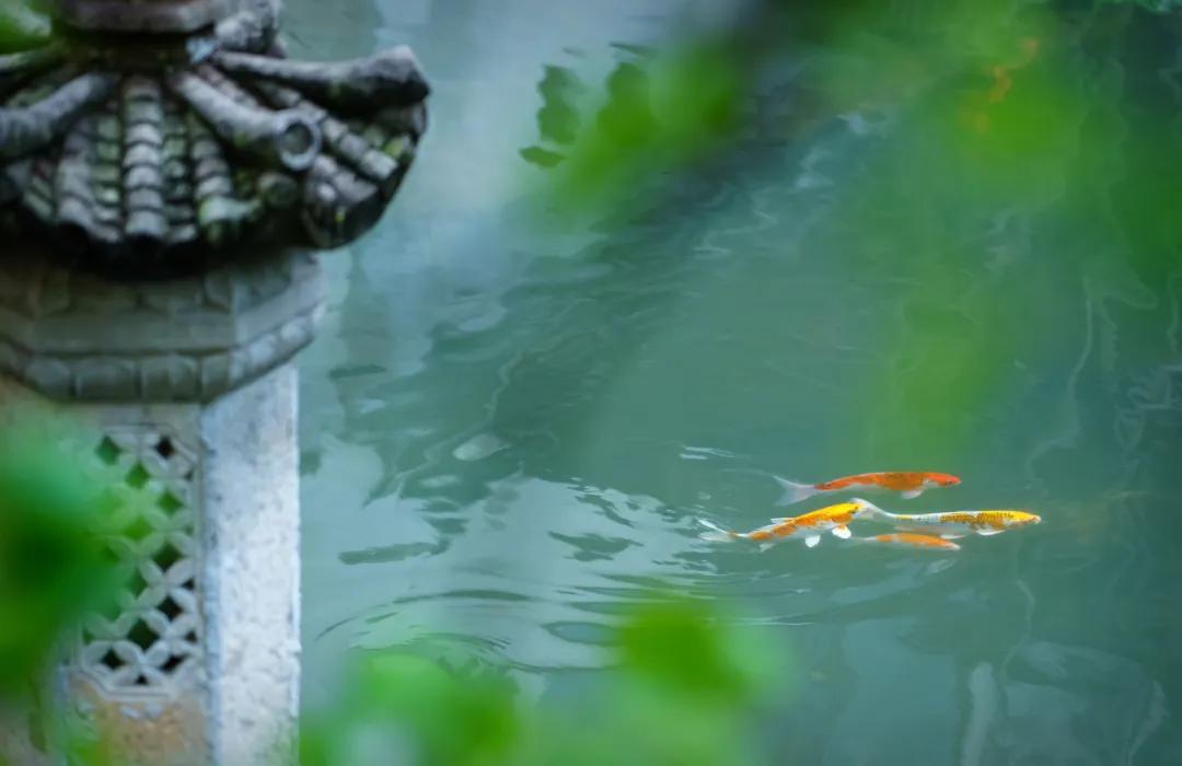 这才是中国最美的乡村,最值得去的鲜花小镇