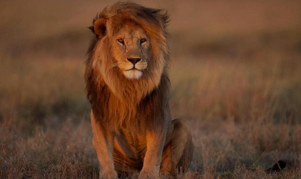 为什么动物都不用吃盐人不吃盐,野生动物没吃盐怎么回事