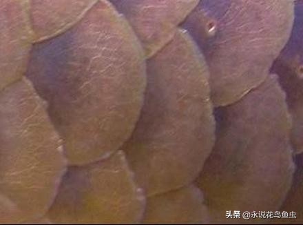 龙鱼大面积蚀鳞,龙鱼大面积烂鳞什么原因