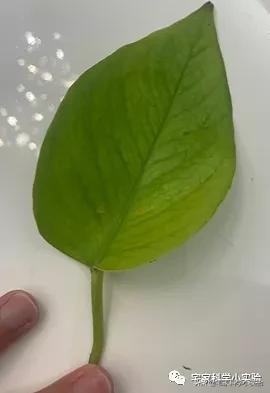 富贵子的绿叶怎么变红,用什么元素让绿叶变红