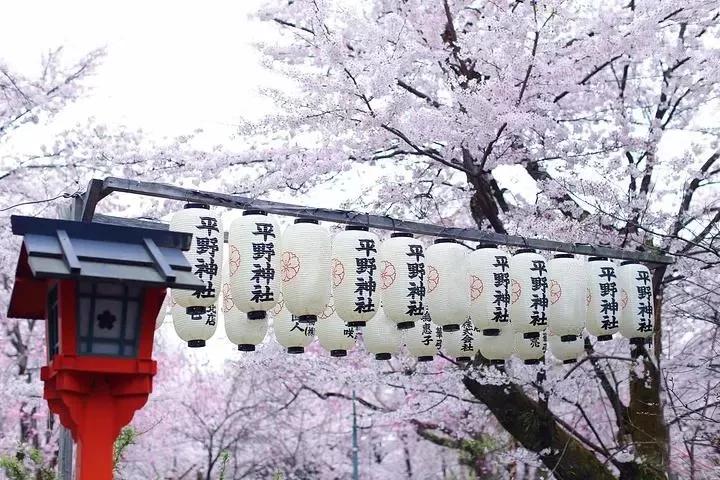 日本樱花又快开了吗 (日本樱花预计什么时候开)
