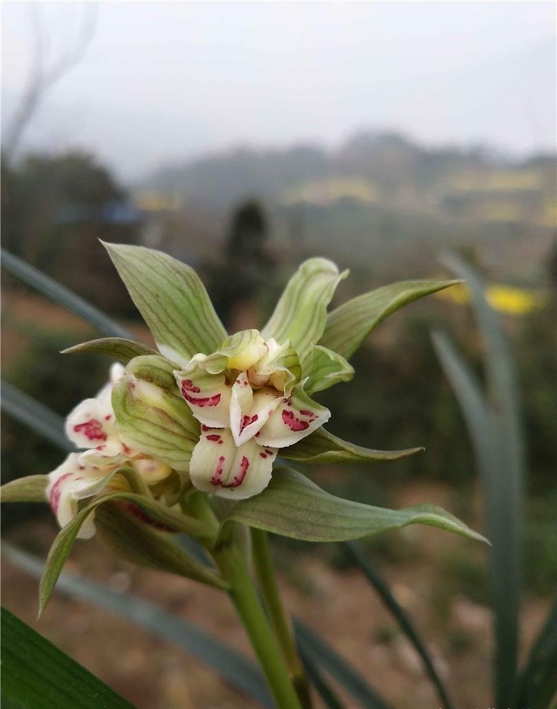 春剑盖世牡丹是杂交兰吗,春剑盖世牡丹欣赏视频