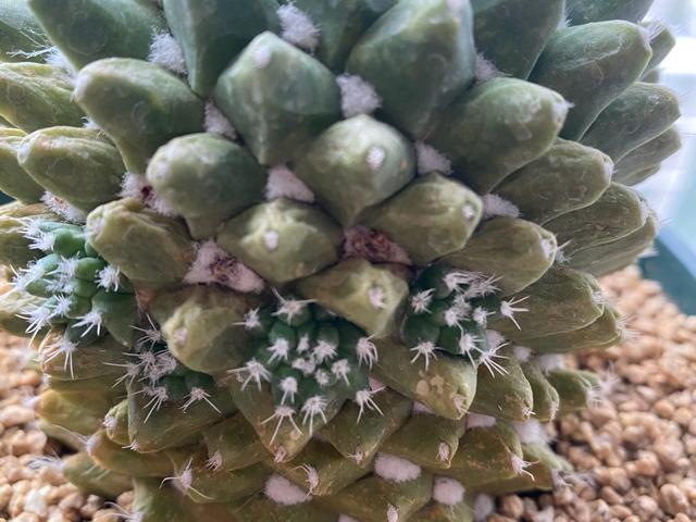 春季开花的仙人球迎春，夏季也很美，一簇簇绒毛就像雪花一样漂亮