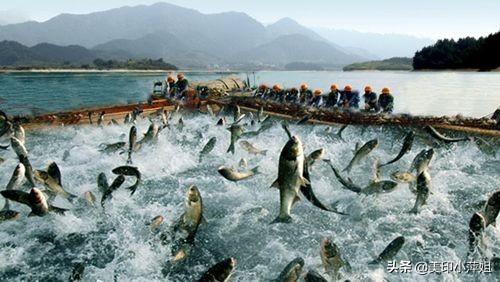 白手起家能月入2万的10个小生意,不起眼的暴利小生意月入十万回报