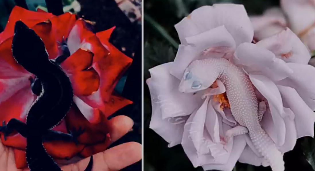 守宫纯黑图片,黑守宫为什么变白