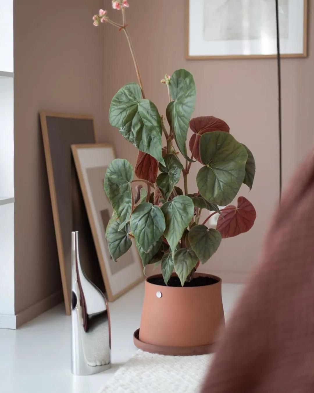 北欧家居博主,北欧网红ins风客厅