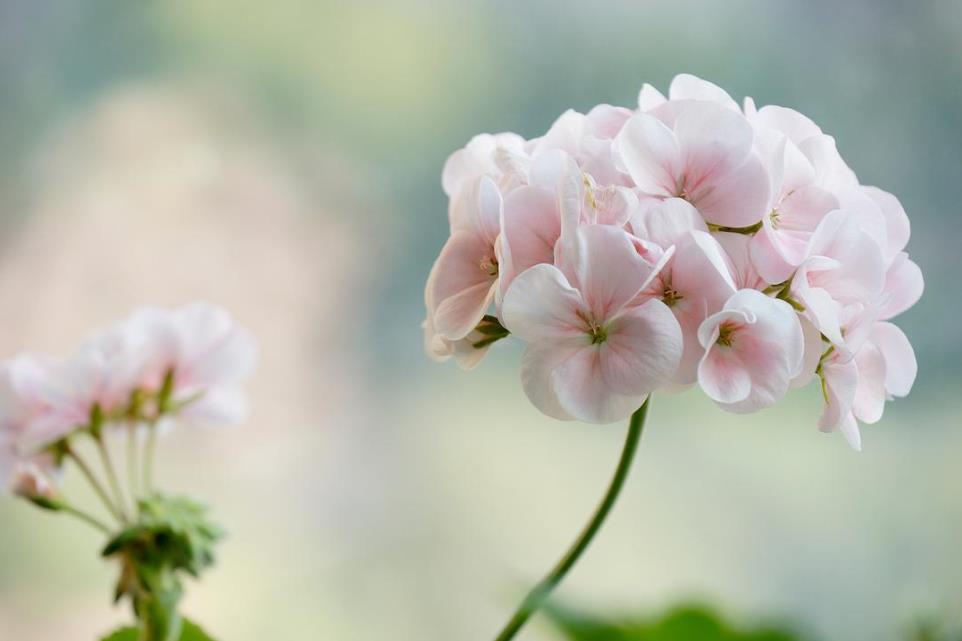 客厅高档上档次兰花盆,仿真兰花高档上档次