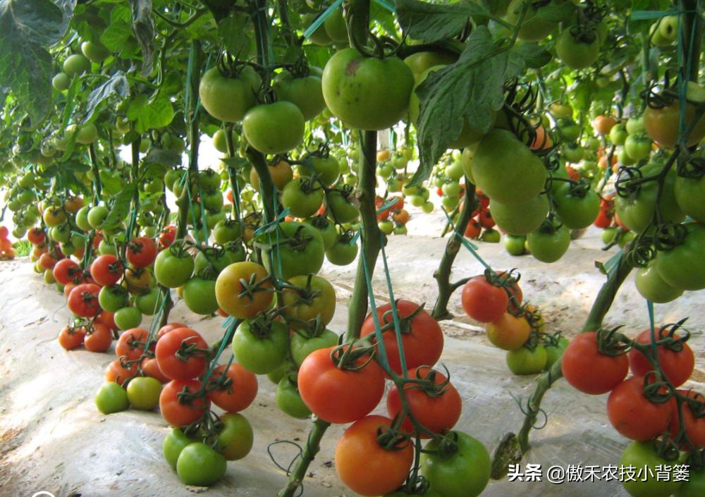 西红柿从播种到采收的视频,西红柿播种到采收需要多少天