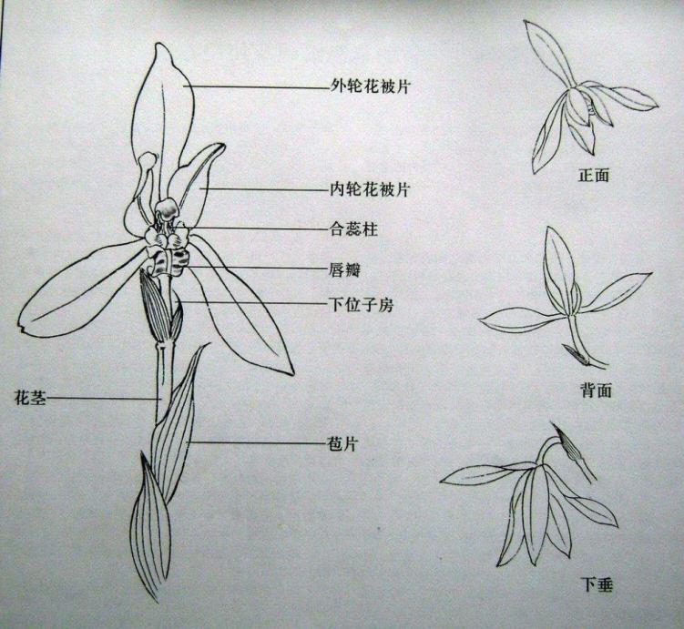 君子兰吊兰蝴蝶兰的图片,吊兰属不属于兰花的一种