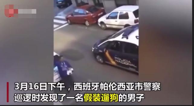 已经遛我38次了！西班牙限行后，主人为了出门把狗都遛瘫了