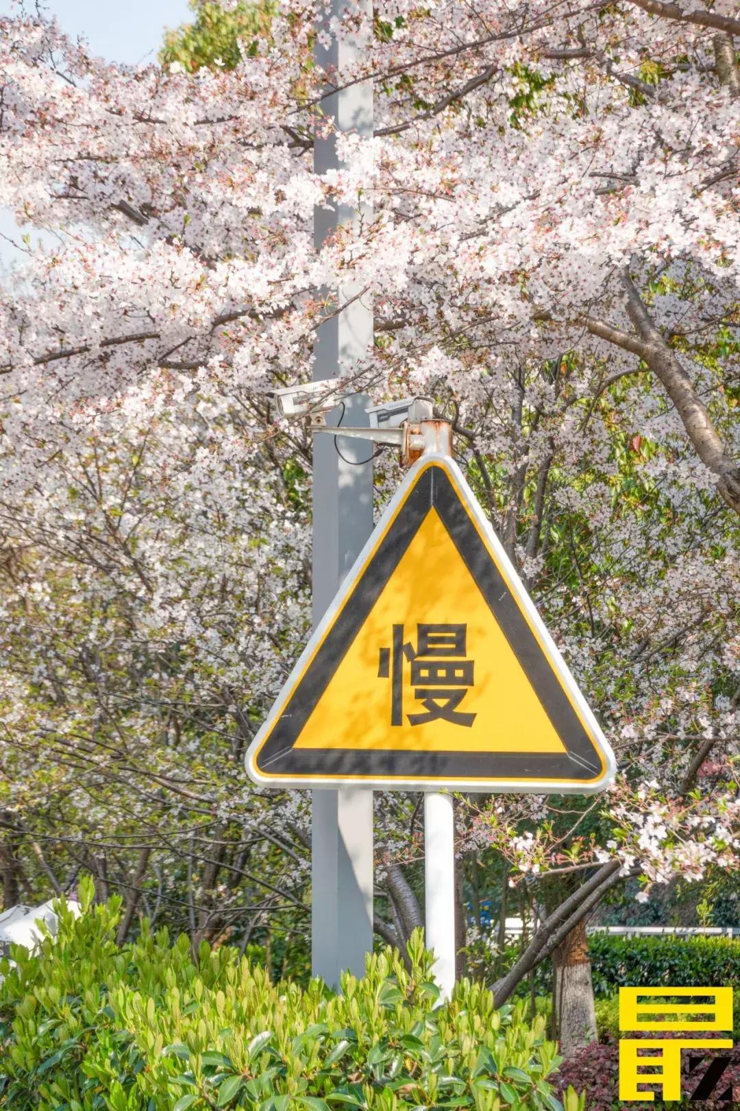 西交利物浦苏州校区,苏州西交利物浦美女