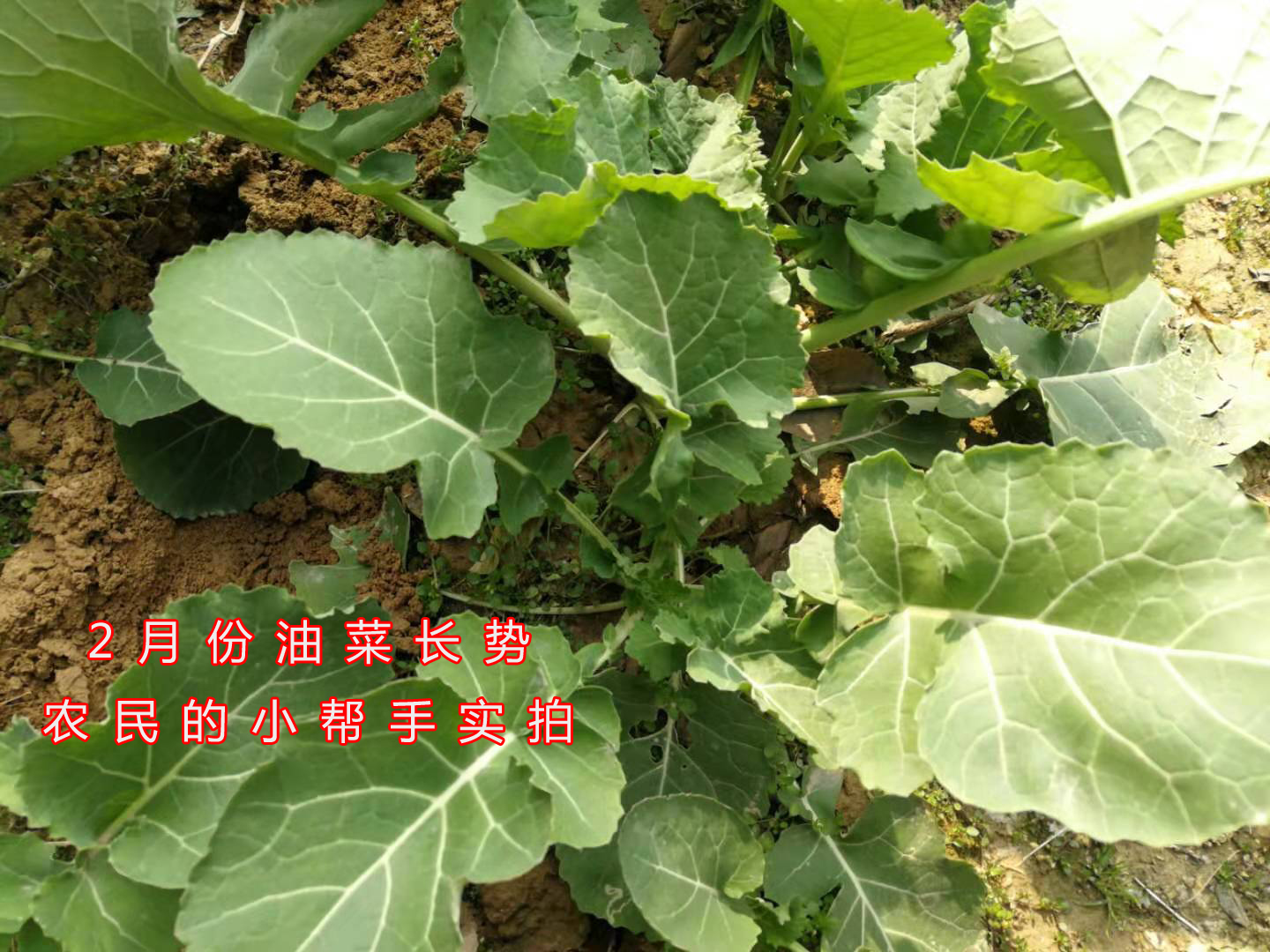 近期低温给农业带来的影响,农业如何应对气温低温