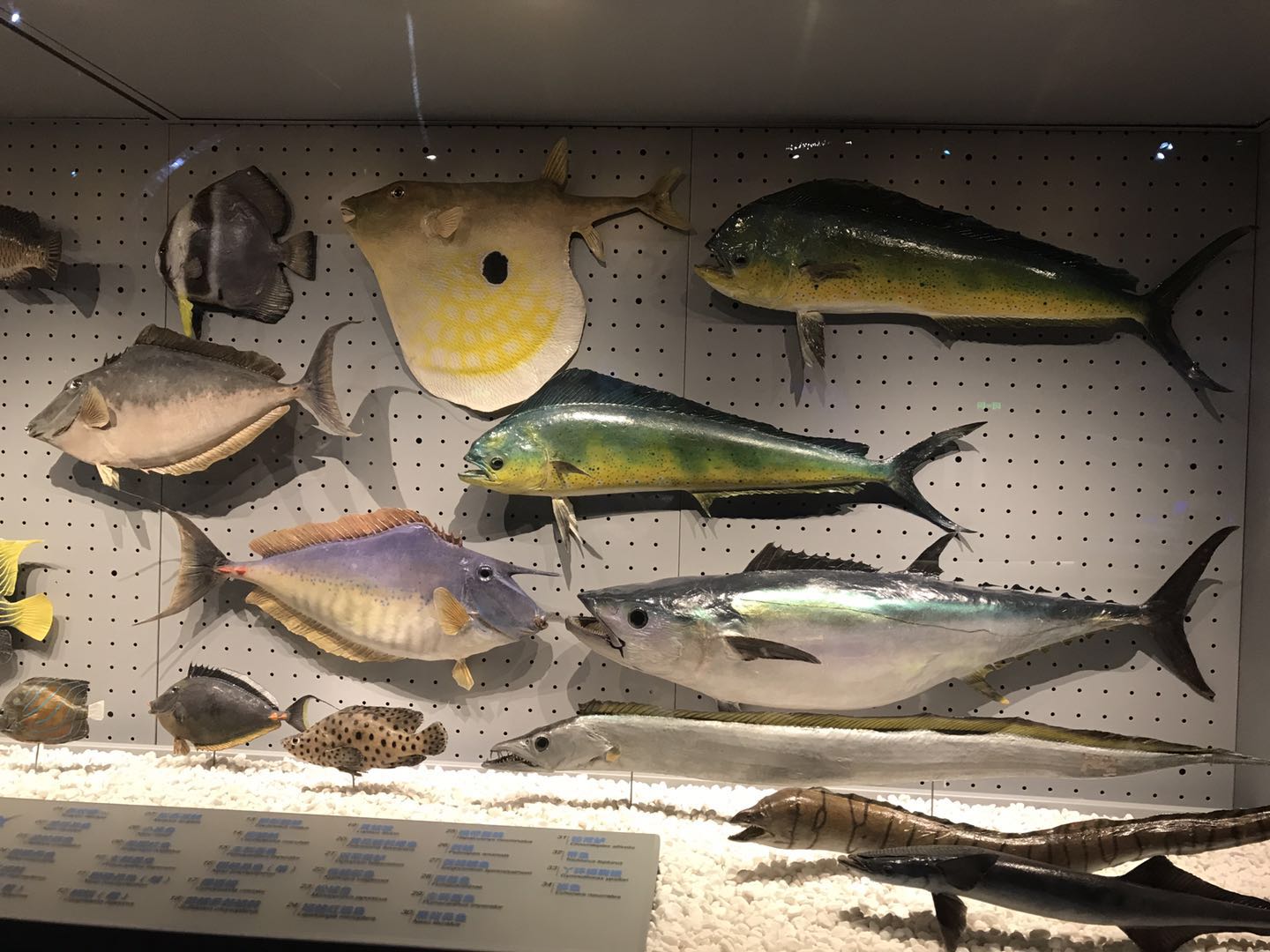 海洋博物馆带孩子游玩攻略,国家海洋博物馆最全攻略来了