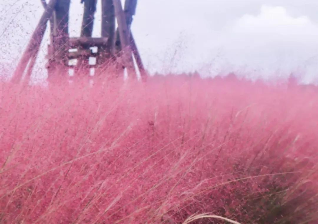 成都青龙湖哪里最好,成都青龙湖最新游玩视频