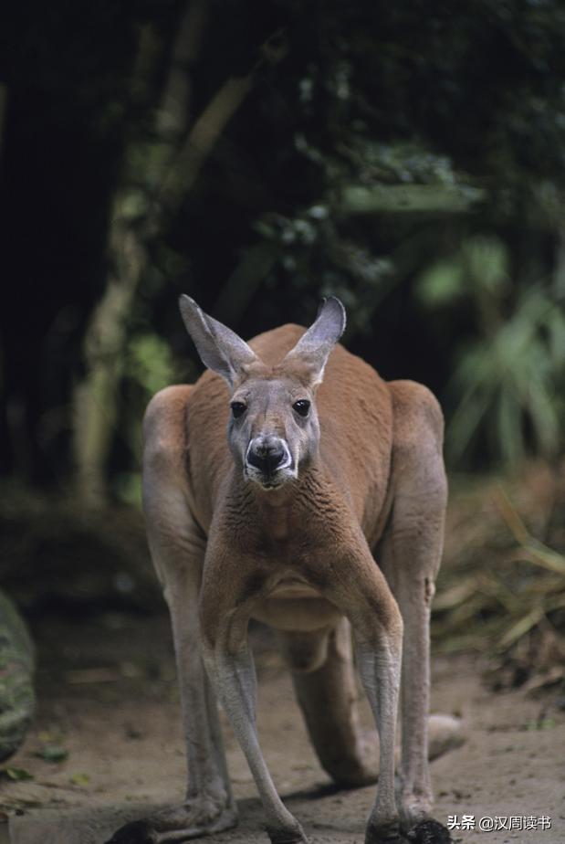澳大利亚大学冷知识,澳大利亚冷知识100条