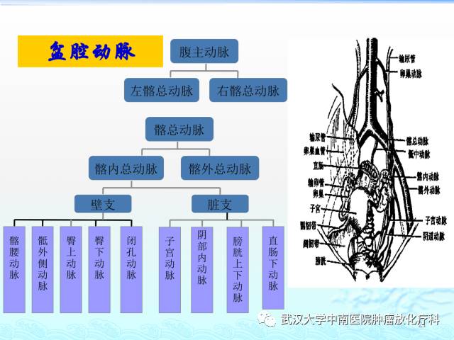 女性盆腔解剖与断层影像