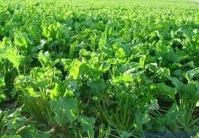 鱼类脂肪肝发生的原因及防治,鱼虾脂肪肝