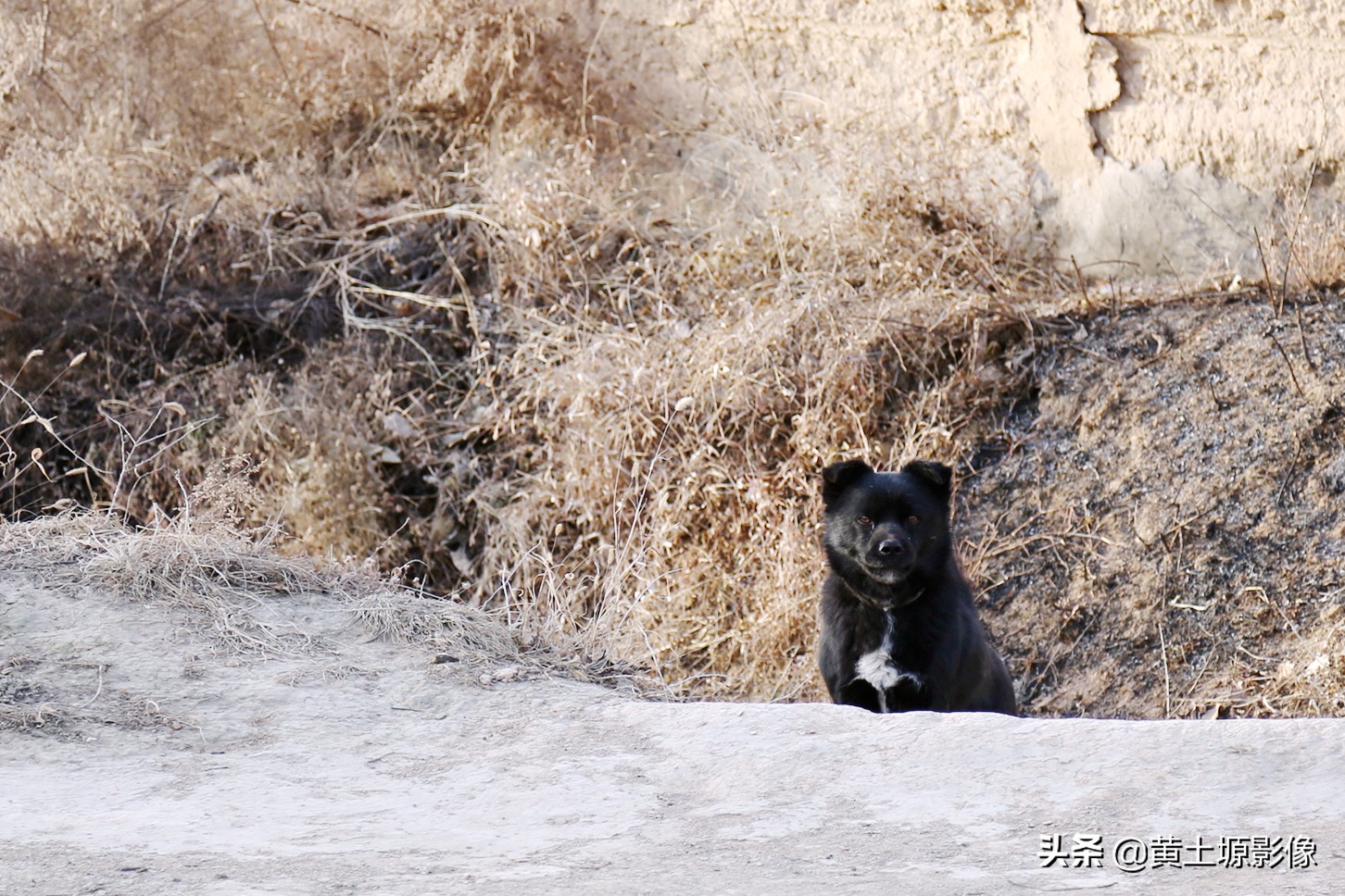 大叔在山上养小型凶猛土狗看家,农村大叔养十几条狗