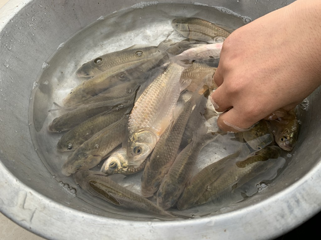 炖鲫鱼汤到底用冷水还是热水,炖鲫鱼汤里面加什么最好