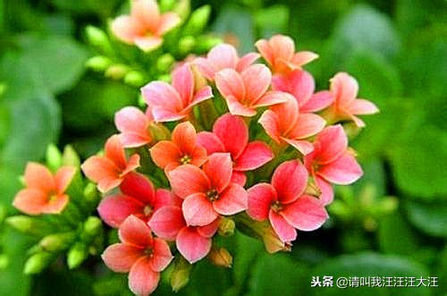 长寿花花卉盆栽养护教学,长寿的花卉怎样养