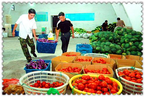 蔬菜配送前景怎么样,如何做好蔬菜配送行业