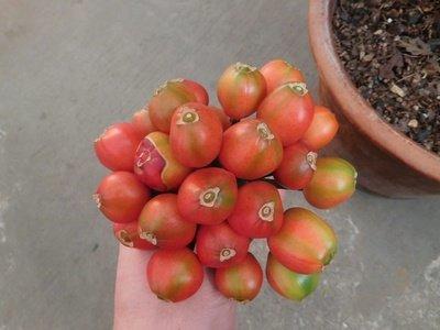 君子兰叶子能插活生根发芽吗,君子兰种几天才会生根发芽