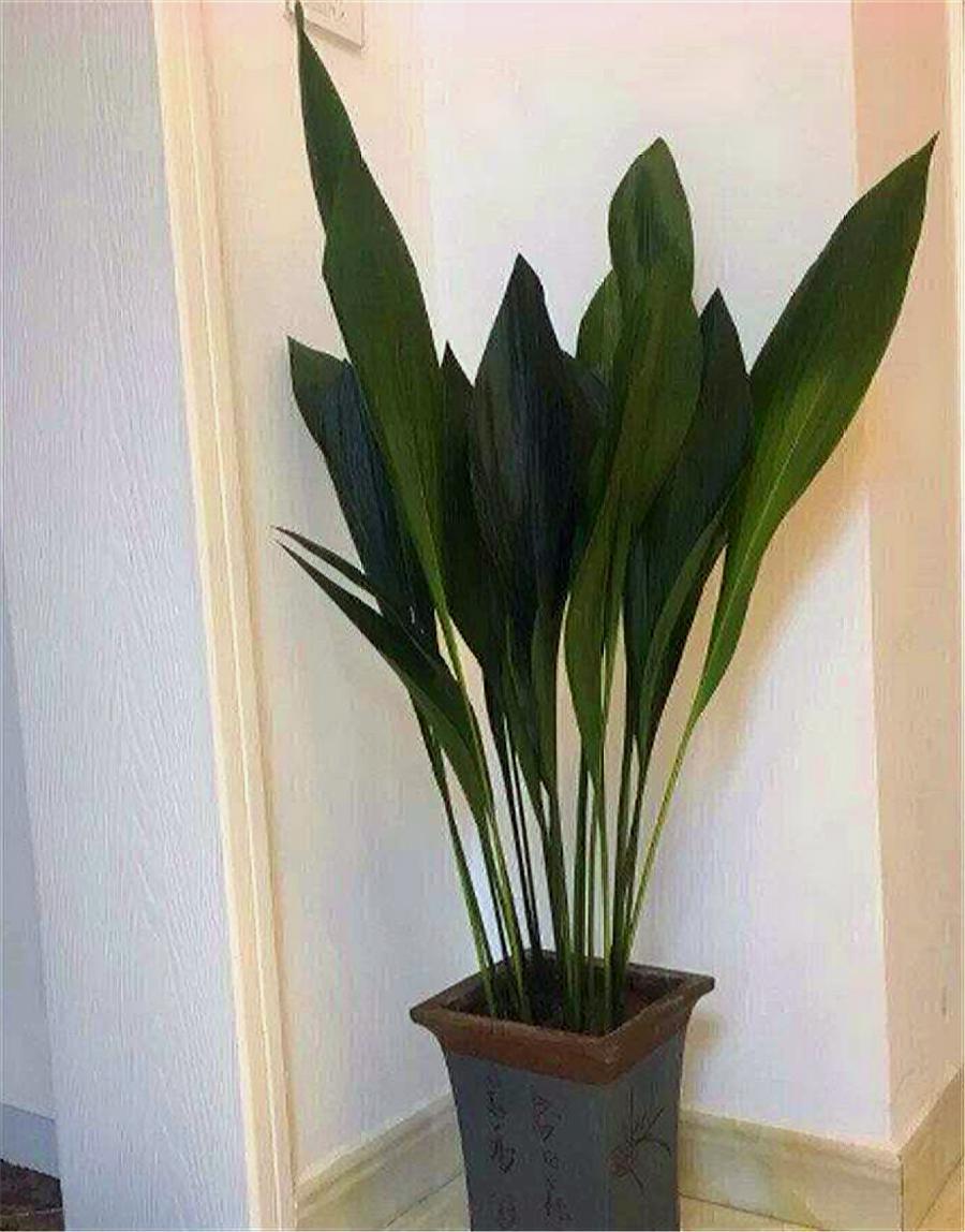 一叶兰老叶修剪图解,一叶兰快速生长