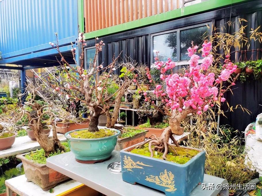 2元花盆批发清仓,2元花卉批发市场