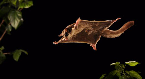 追星女孩的蜜袋鼯领养体验之5点