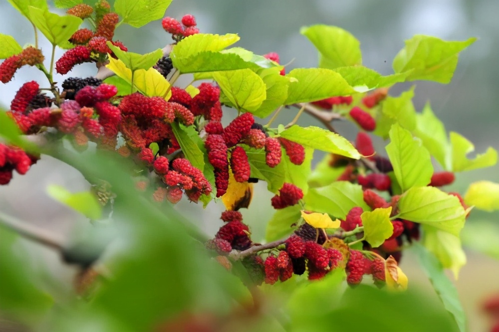 名扬四海的新疆瓜果,带你一起吃遍新疆瓜果