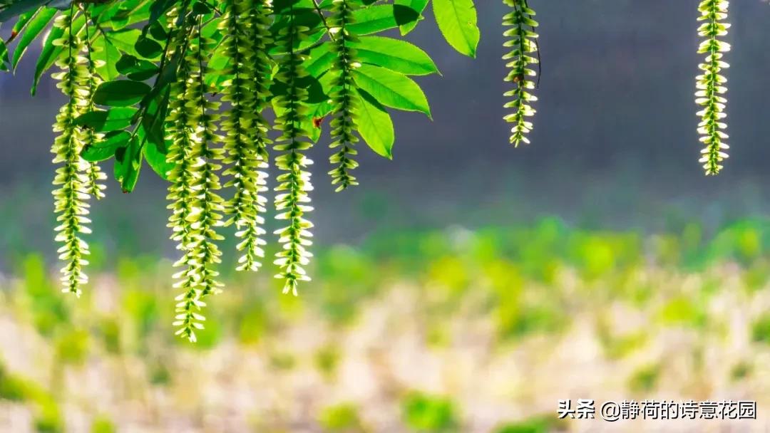 愿岁月静好度细水流年啥意思,最温柔古诗词