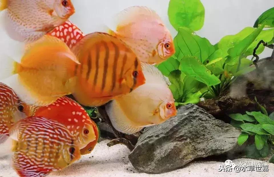 七彩神仙鱼水族箱布景,七彩神仙鱼苗繁殖技术