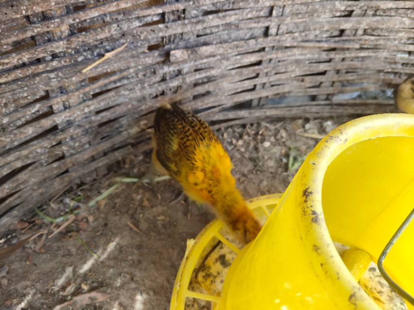 农村刚出壳的小鸡怎么养殖,如何养刚出壳小鸡成活率100%