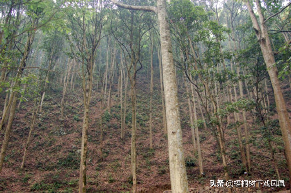 楠木棺木的真实故事,考古专家挖出200年前的古棺