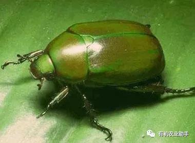 金龟子怎么预防,金龟子最佳防治方法